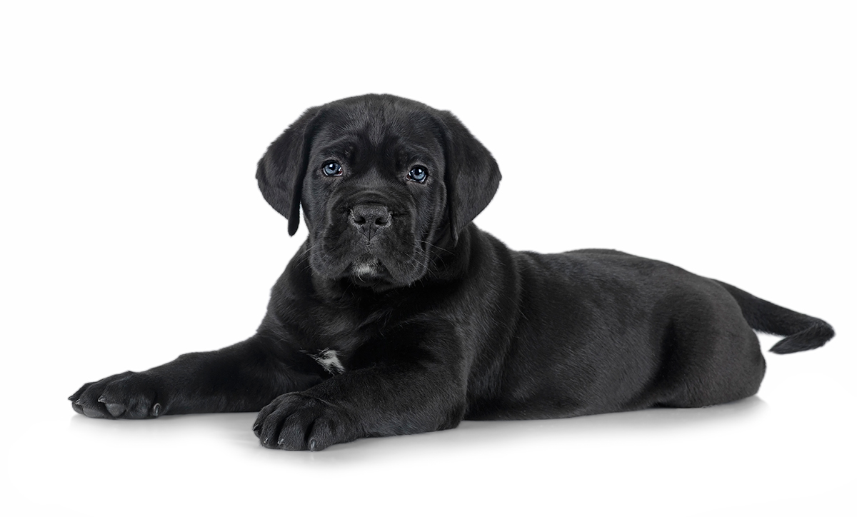 cachorro-negro-de-cane-corso