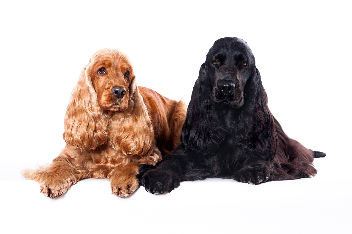 pareja de perros Cocker spaniel