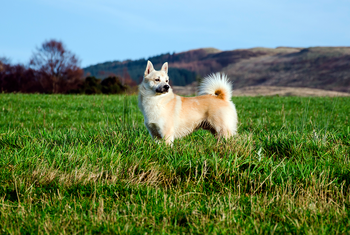 Buhund noruego entre la hierba del campo
