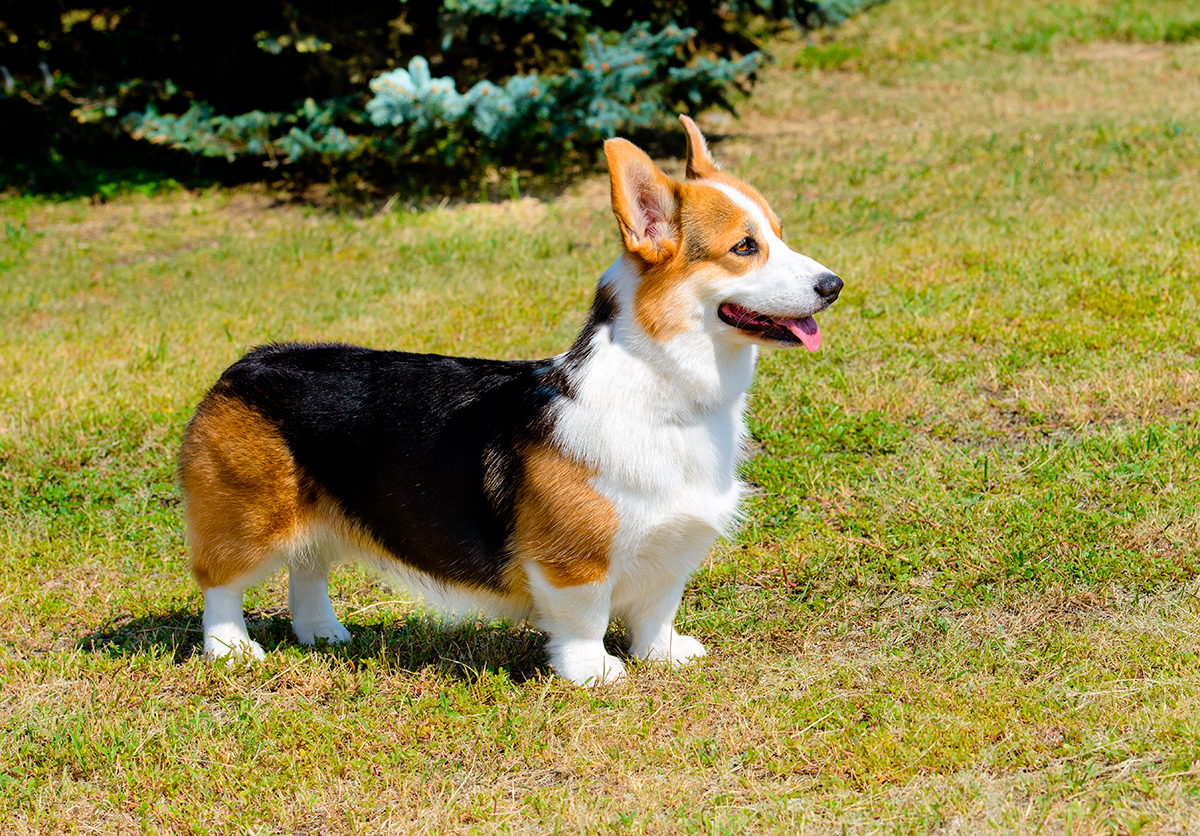 Corgi gales marron negro y blanco