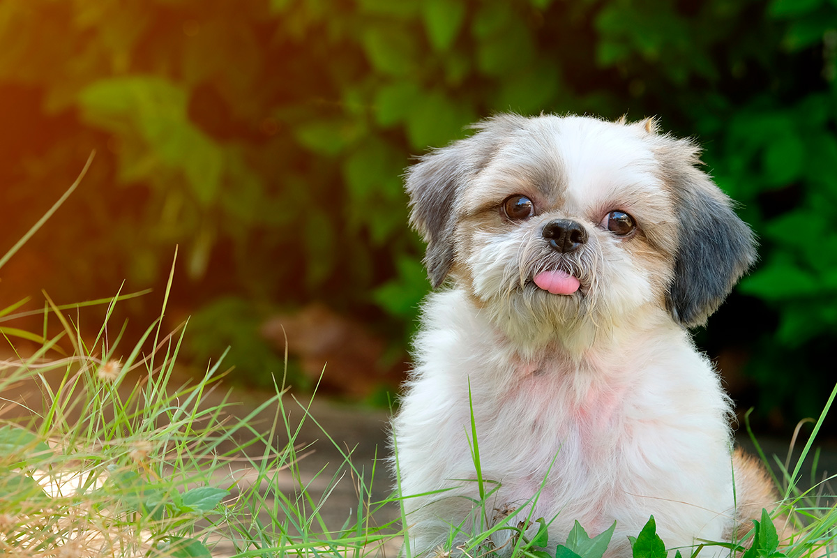 Shih tzu en el cesped