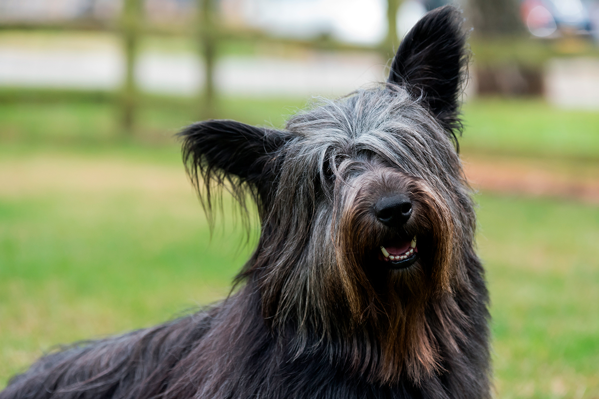 Skye Terrier de pelo negro
