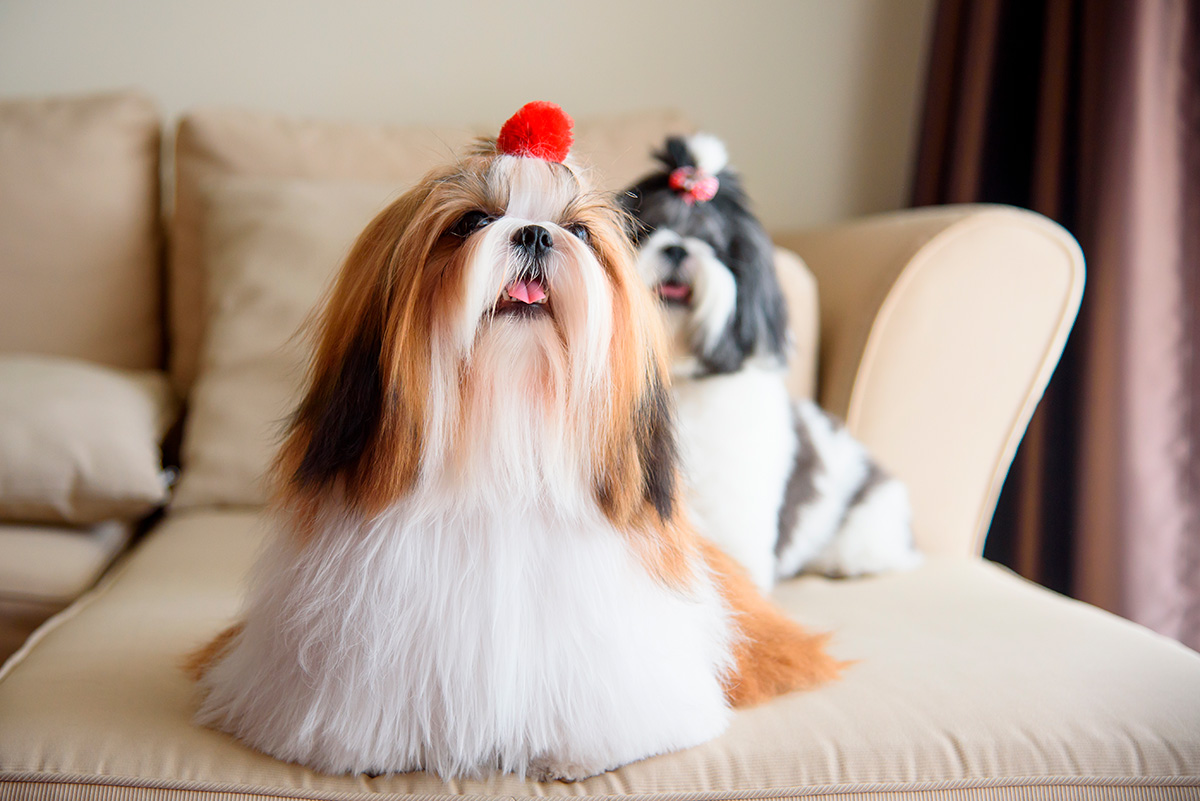 pareja de perros Shih tzu sobre el sofa de casa
