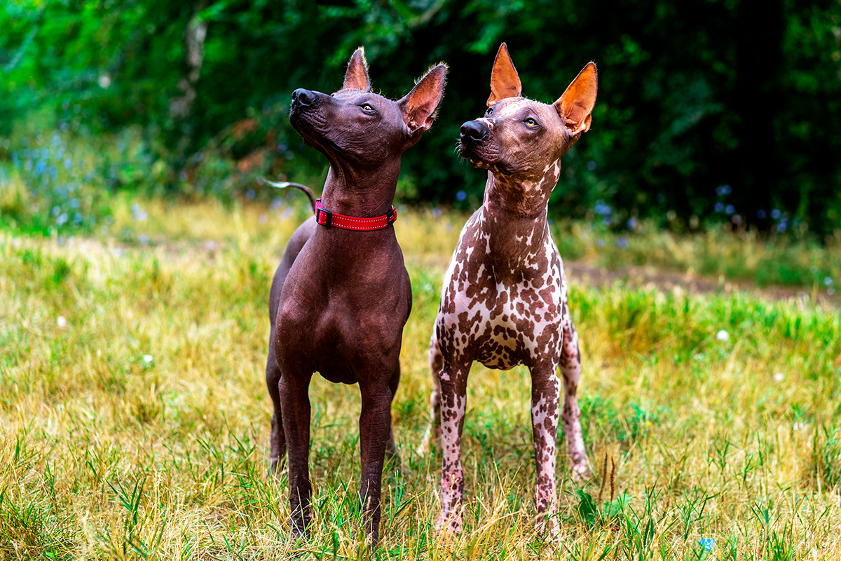 pareja de perros de raza Xoloitzcuintli