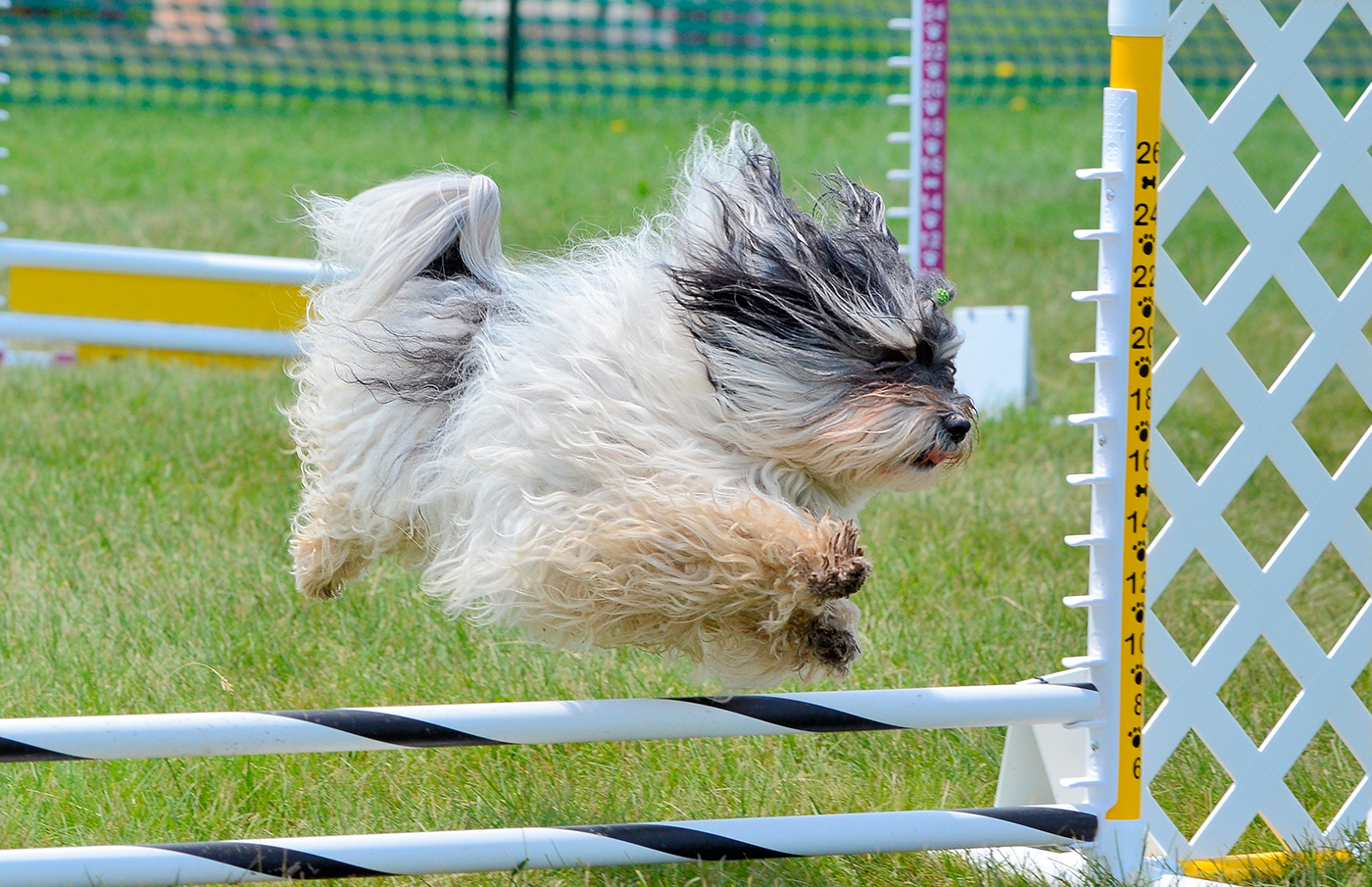 bichon habanero en competicion