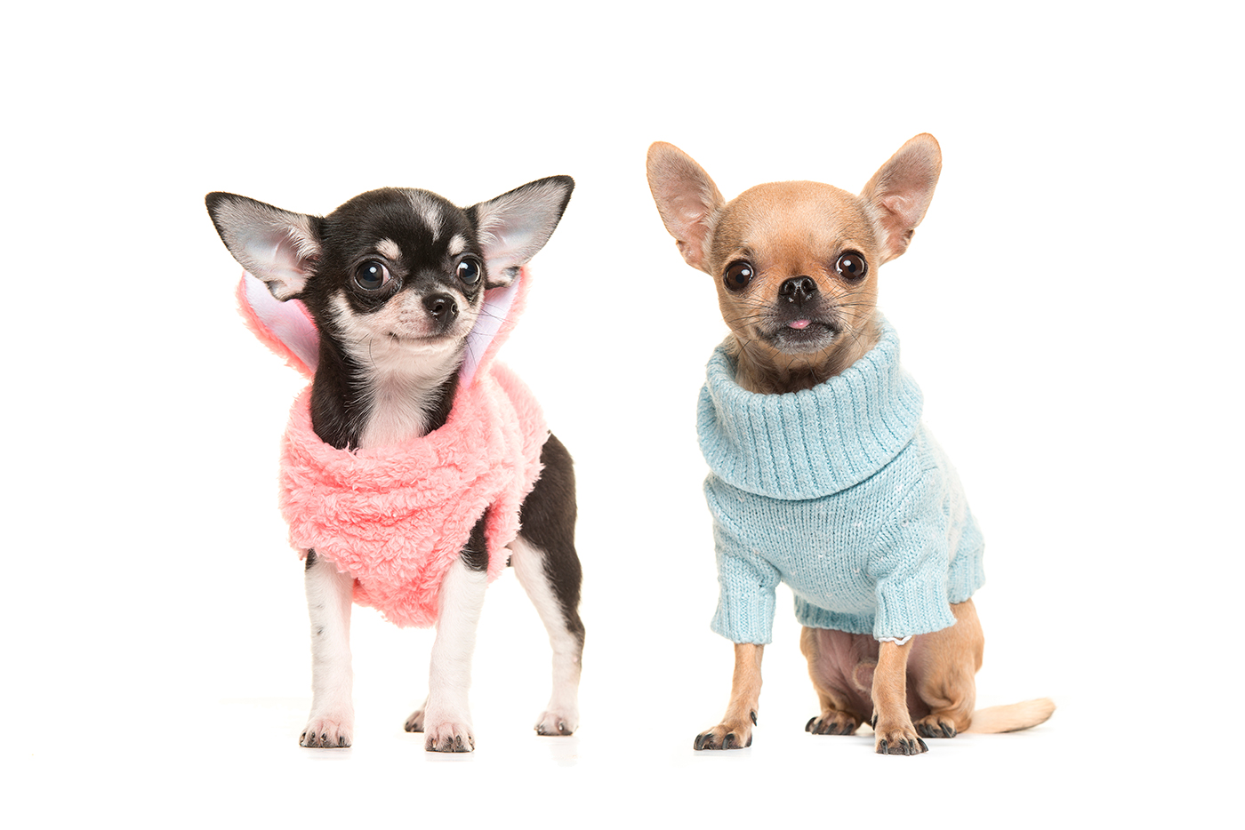 chihuahua cabeza de manzana vs venado