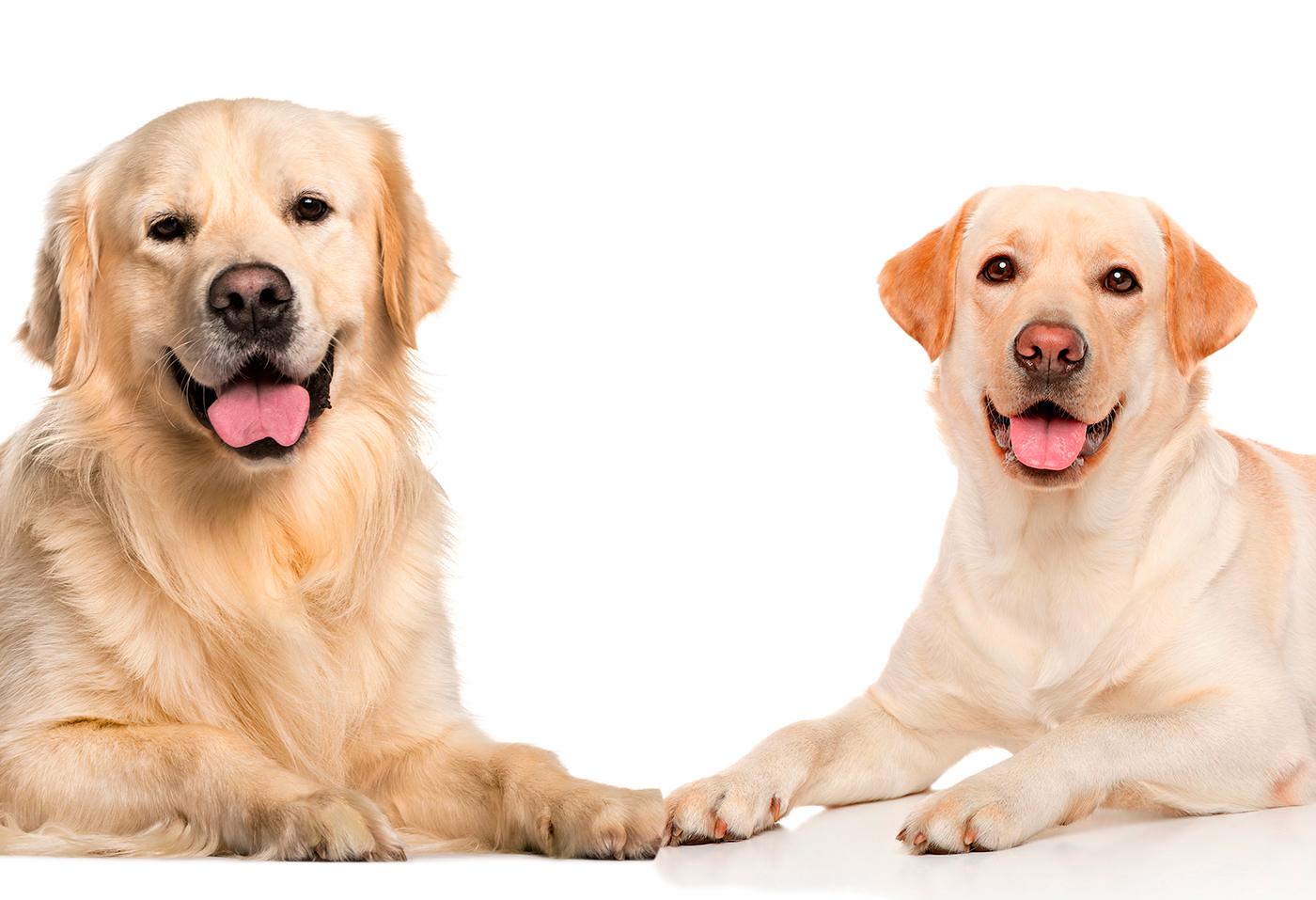 labrador y golden