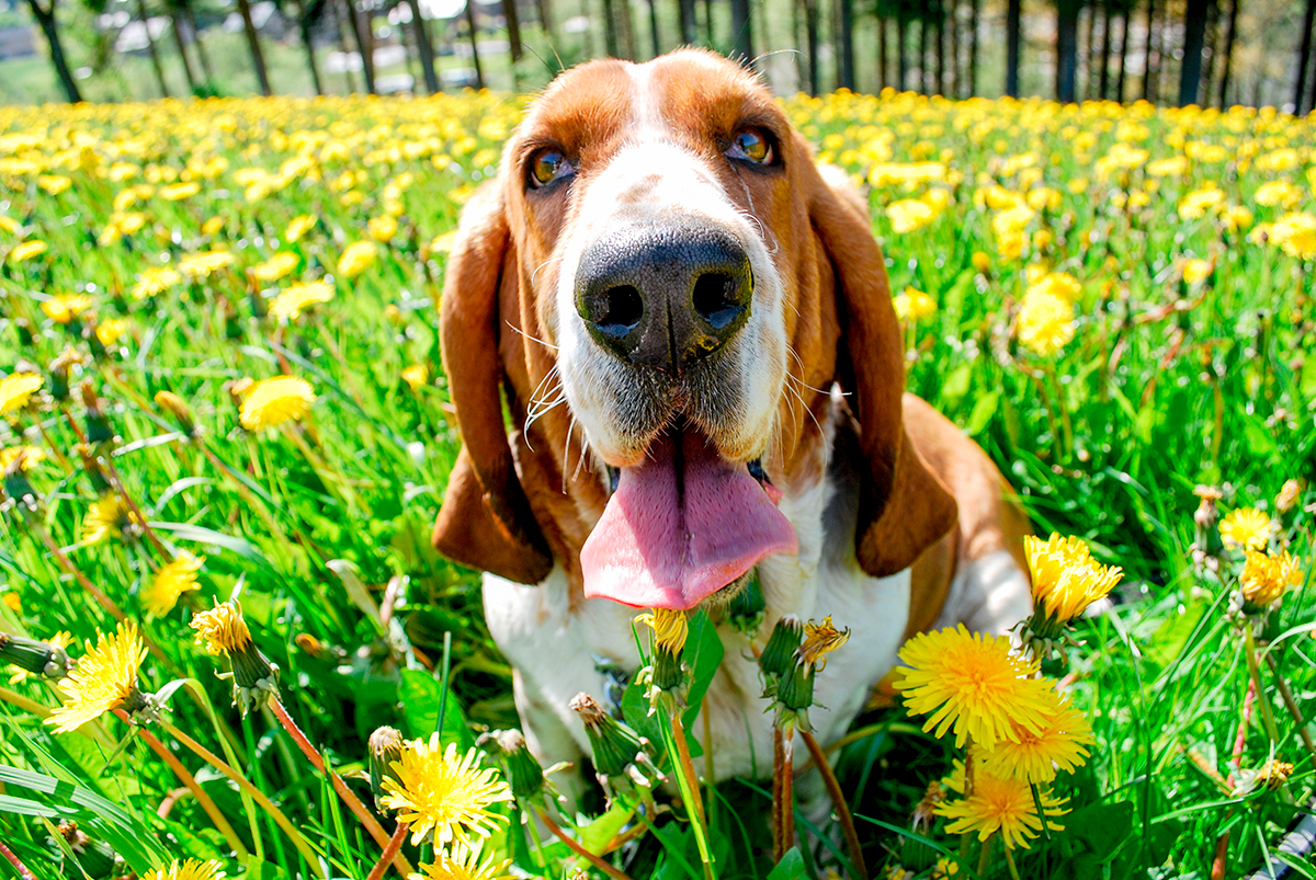 basset hound