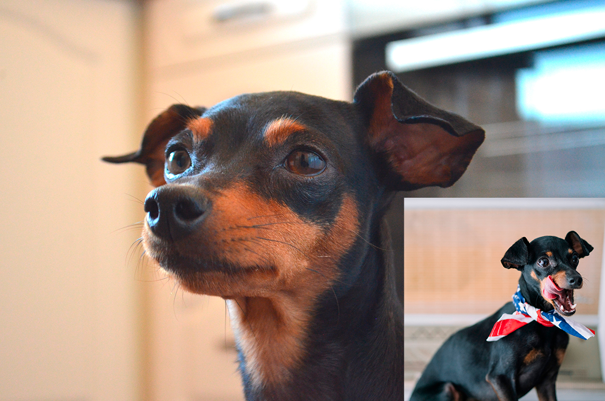 raton de praga vs mini pinscher