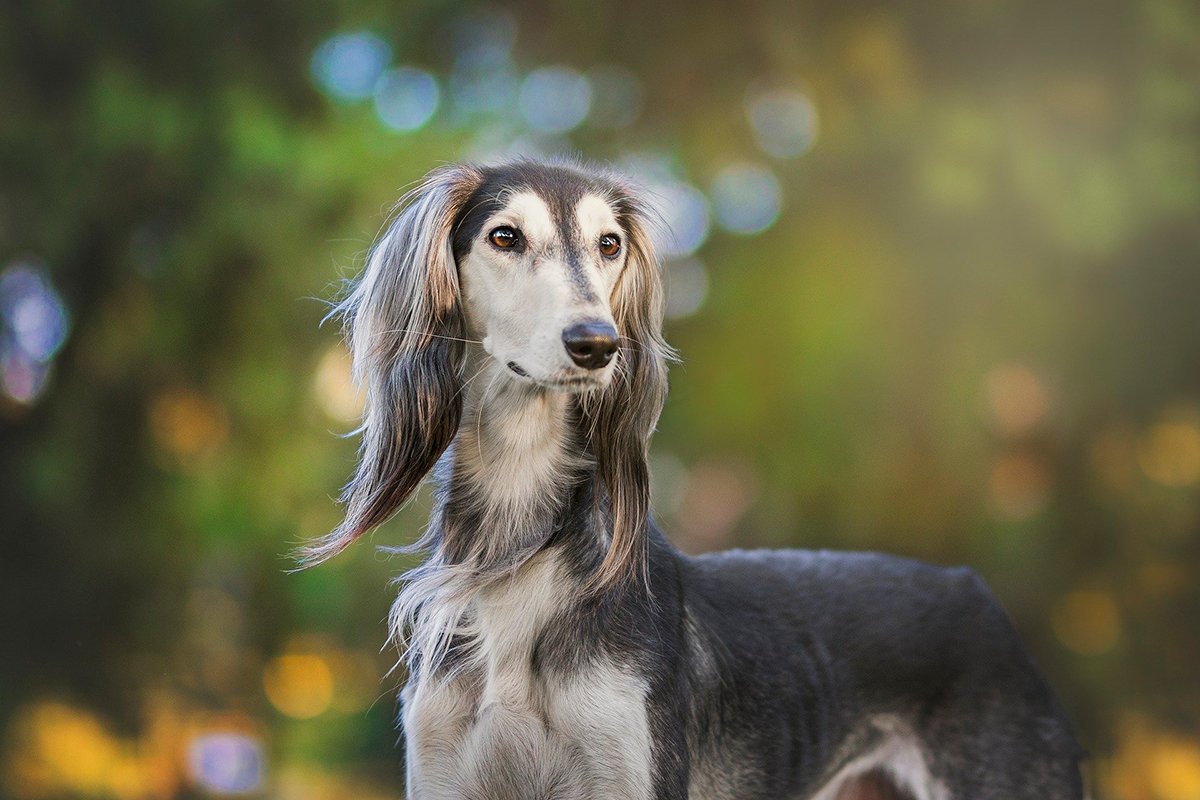 saluki