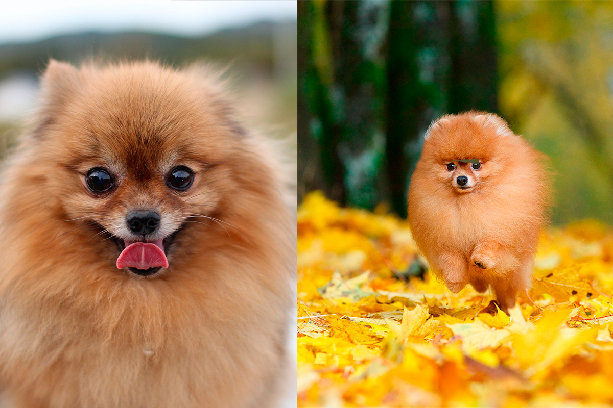 Pomerania vs Spitz aleman