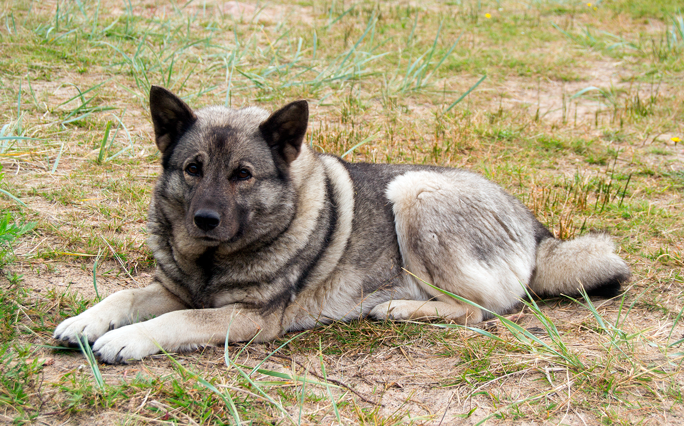 perro Elkhound tumbado