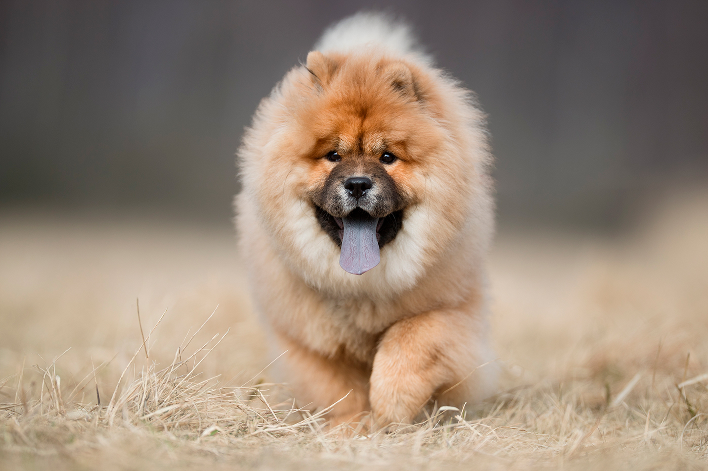 perro chow chow