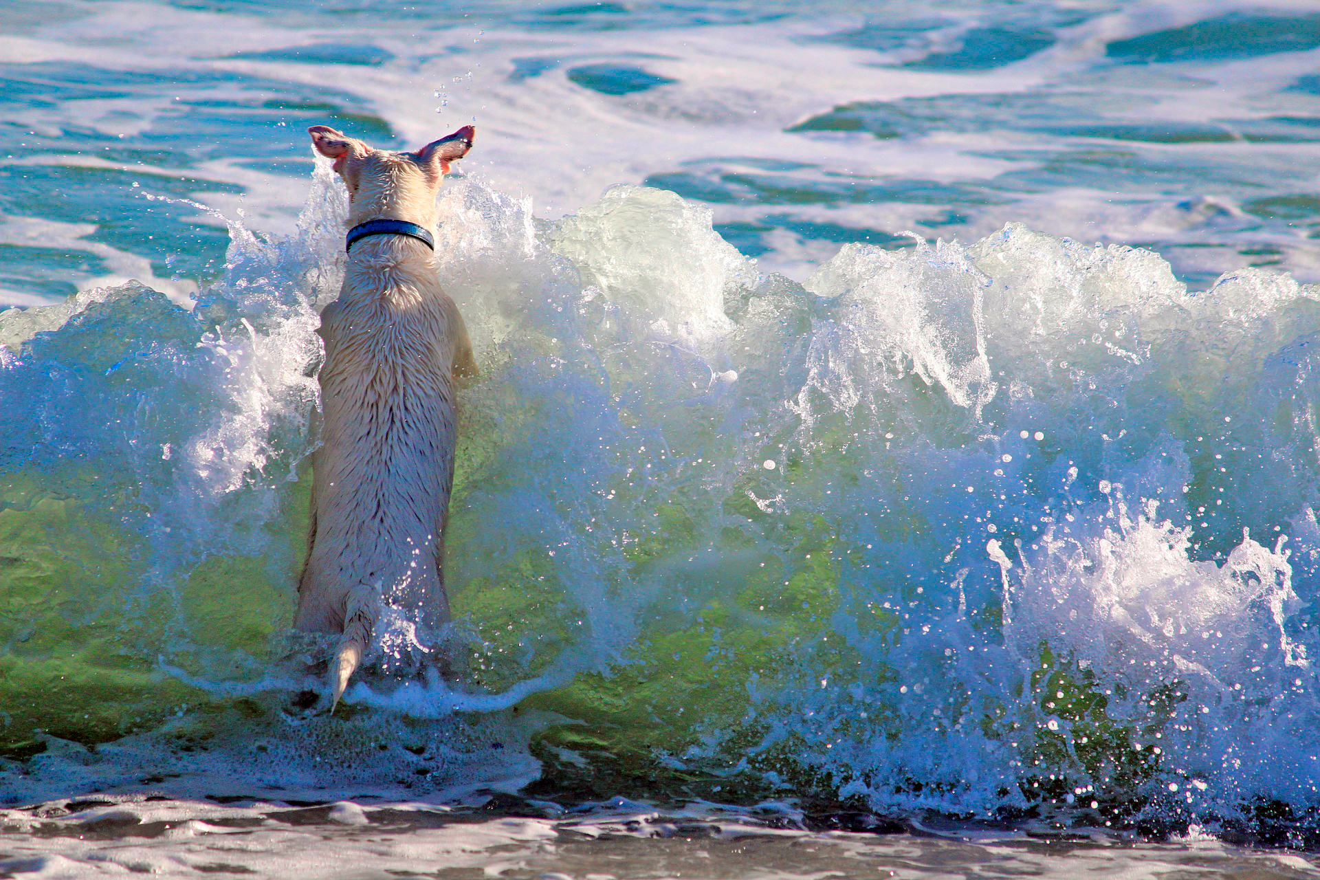 perro jugando en la playa