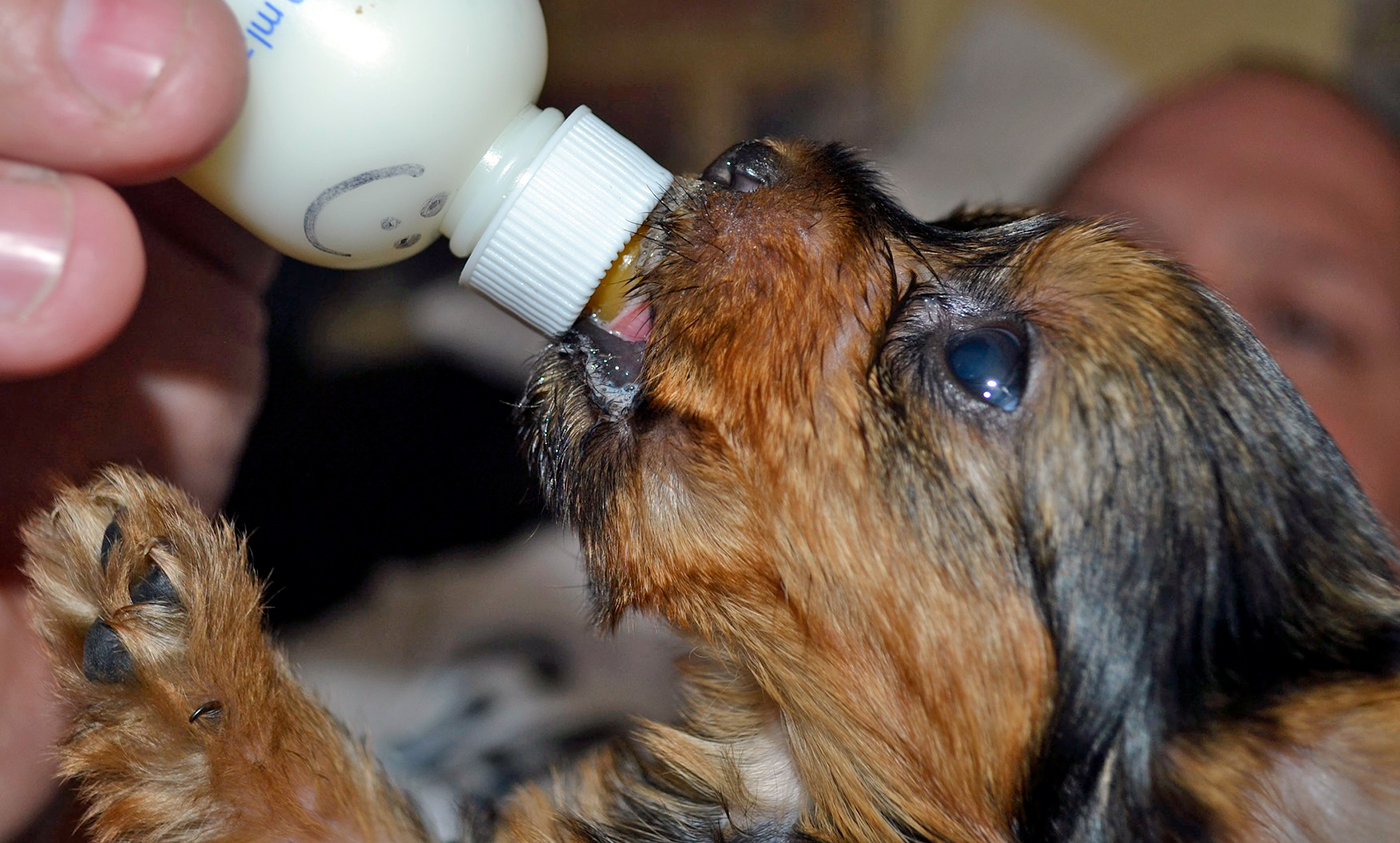 cachorro tomando biberon