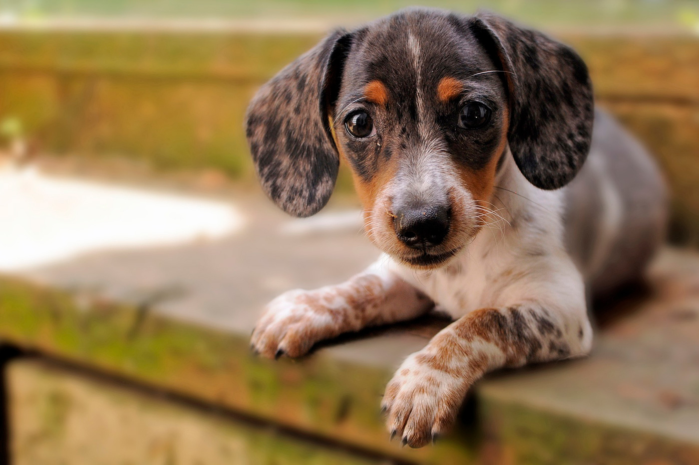 perro de orjeas grandes