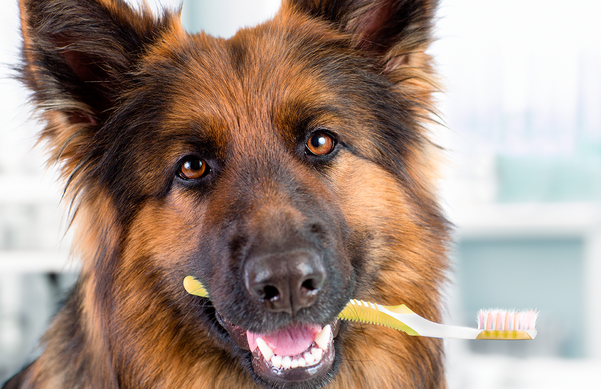 perro con cepillo de dientes