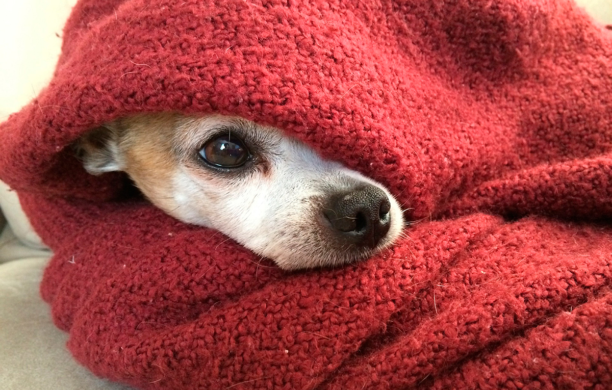 perro con temblores bajo manta