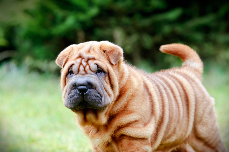 cachorro de shar pei atento