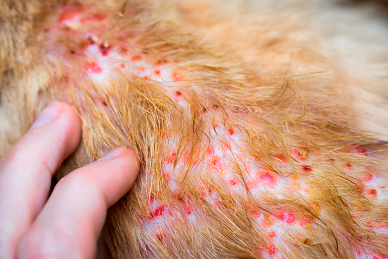 dermatitis entre el pelo de un perro