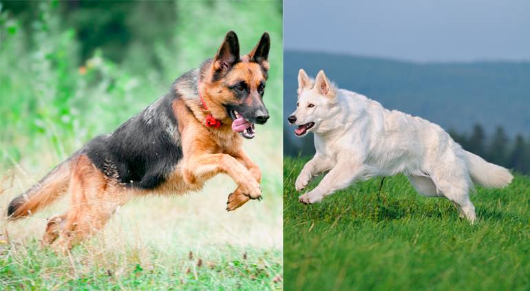 pastor aleman vs pastor suizo