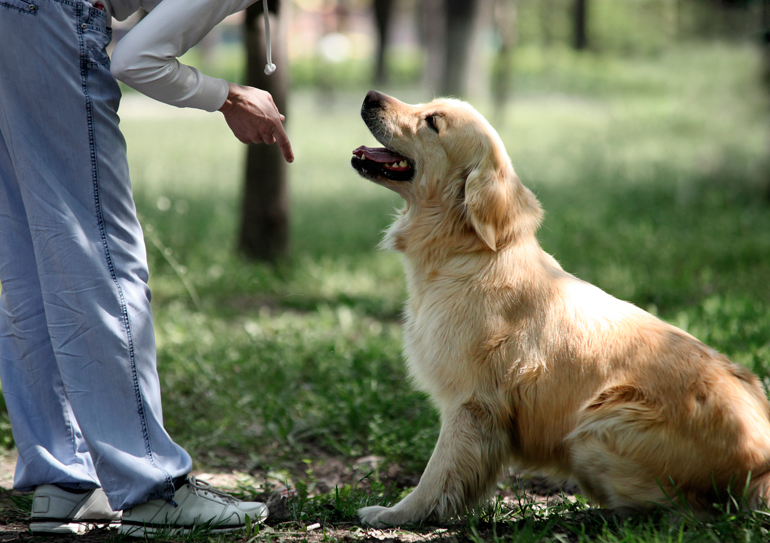 perro obedeciendo orden de sentarse
