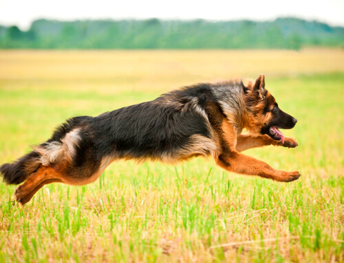 Diferencias entre pastor alemán macho y hembra