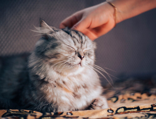 Esperanza de vida de los gatos