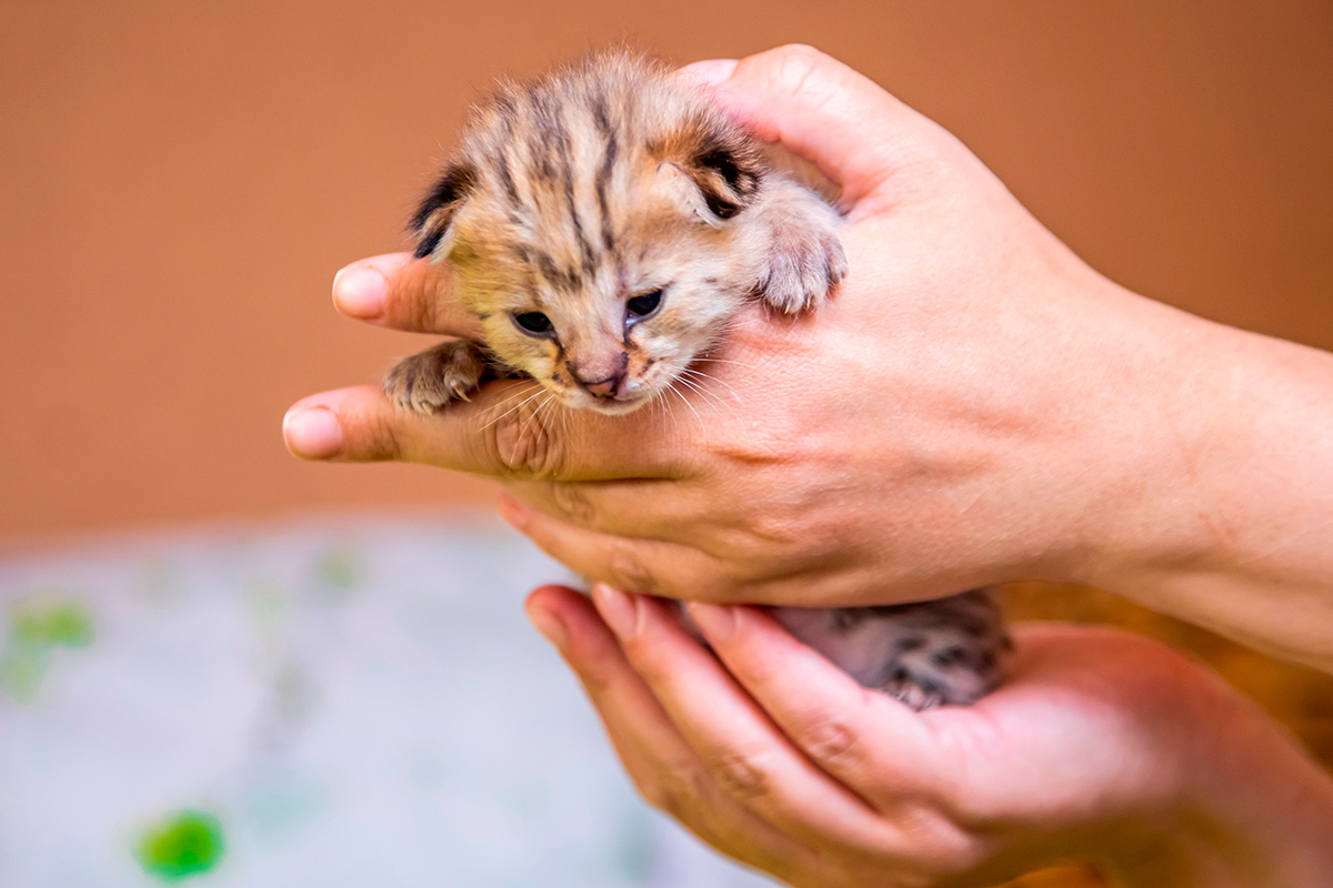 cachorro de gato Savannah