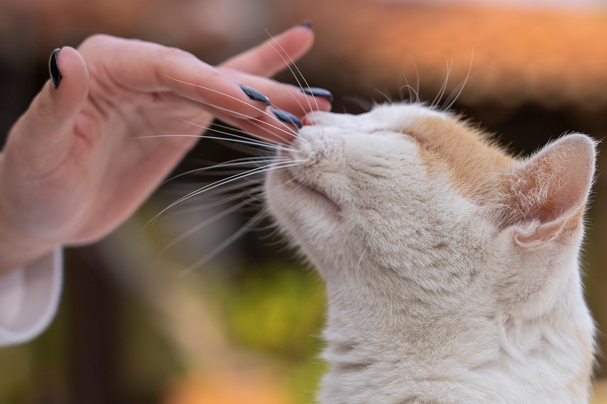 acariciando a un gato