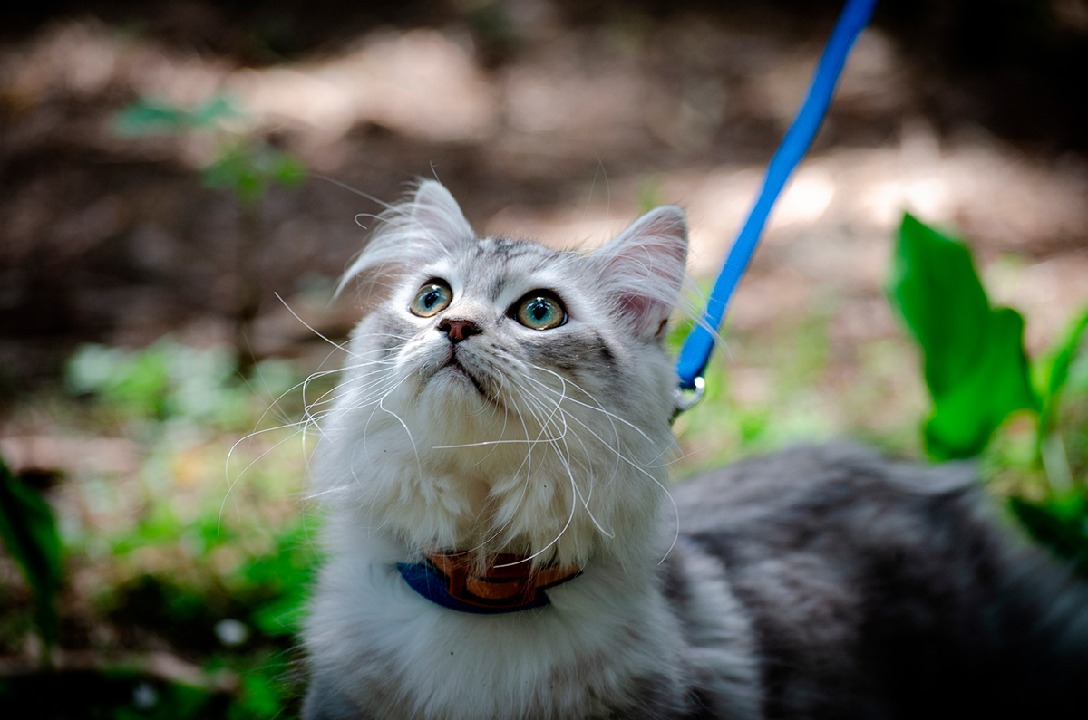 gato con correa para pasear