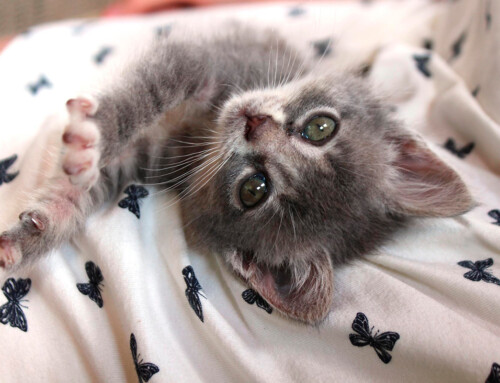 ¿Cuáles son las razas de gato más populares?