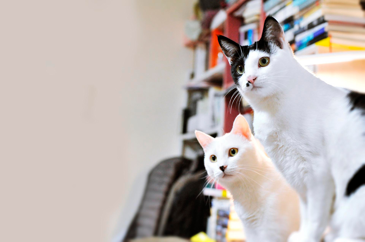 dos gatos en casa