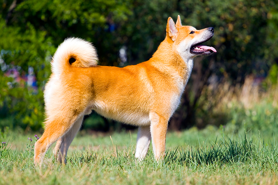 Akita Inu