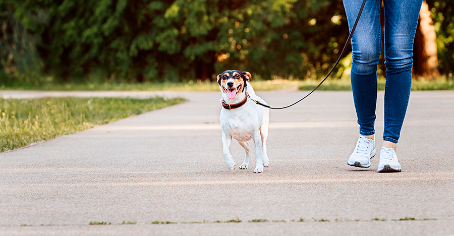 Bodeguero Andaluz paseando con correa