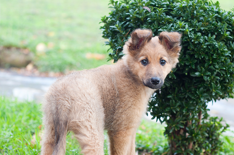 Cachorro de pastor Vasco