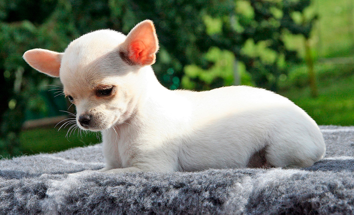 Chihuahua tomando el sol