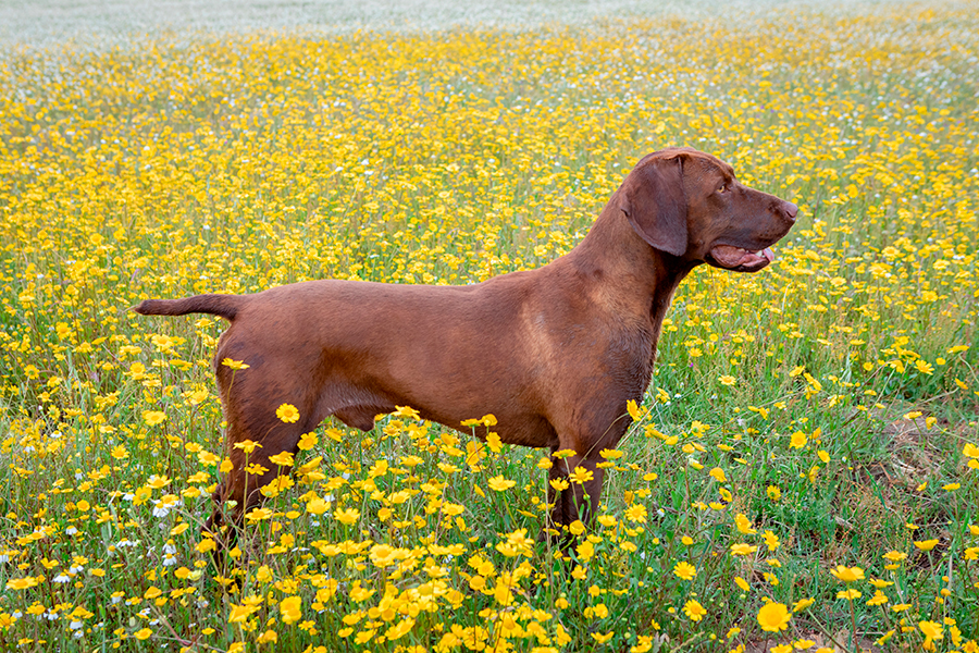 braco aleman de color marron