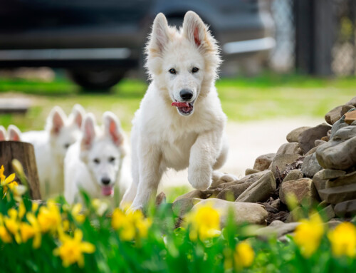 ¿Es el Pastor Suizo una raza recomendada para mí?
