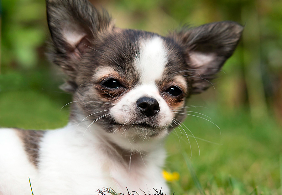como cuidar a un chihuahua