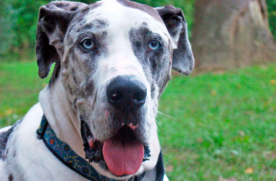 cuidados para un gran danes