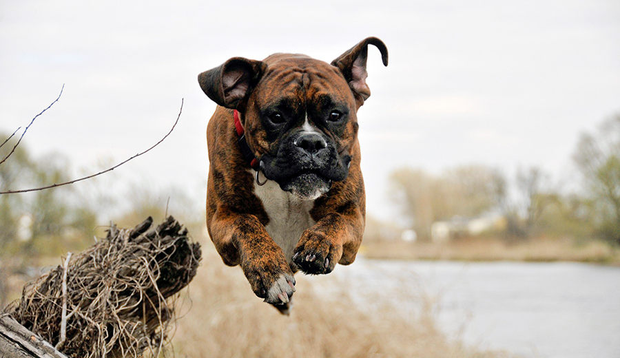 perro boxer corriendo