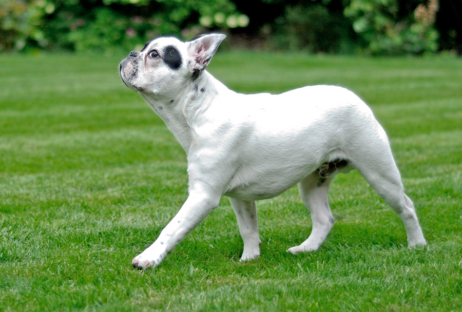 temperamento del bulldog frances