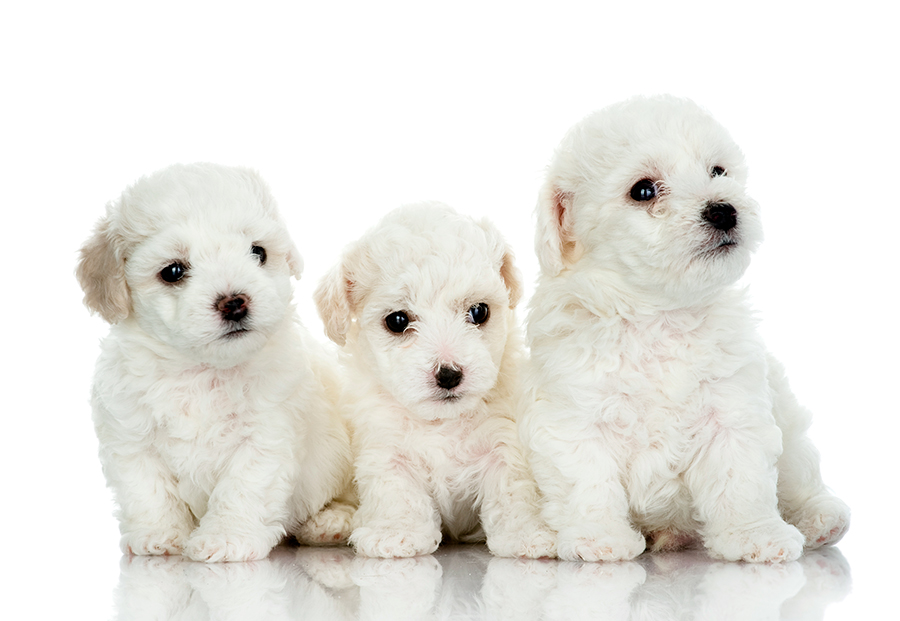 Cachorros de Bichon Maltes