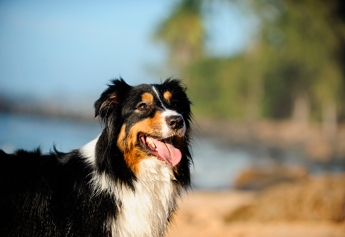 Origen del Pastor Australiano