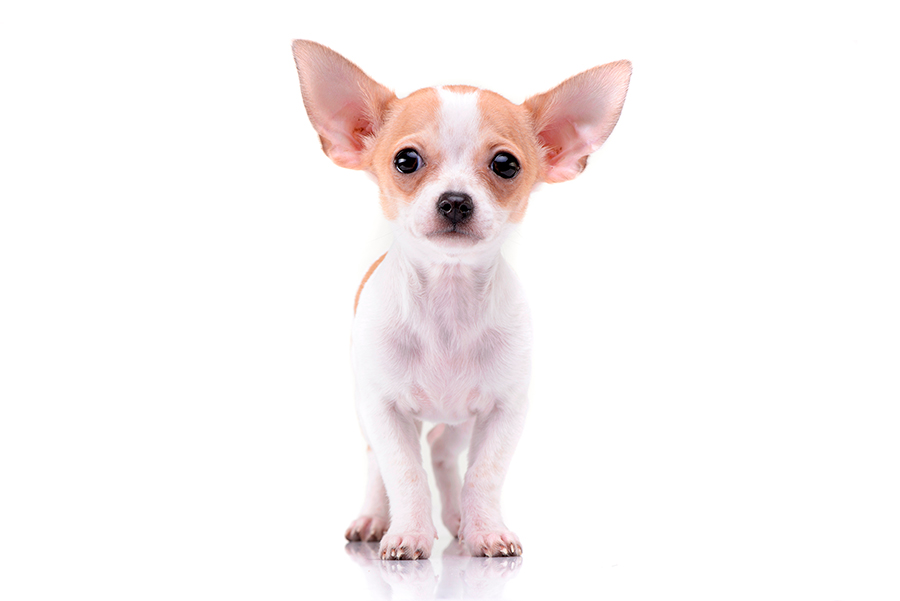 ejemplar de perro chihuahua de corta edad
