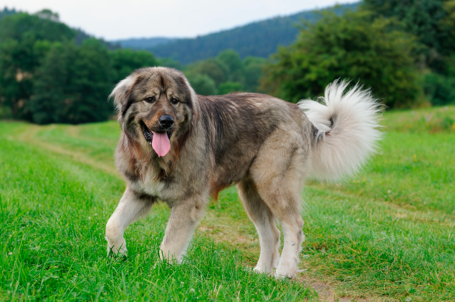 ejemplar joven de pastor del caucaso