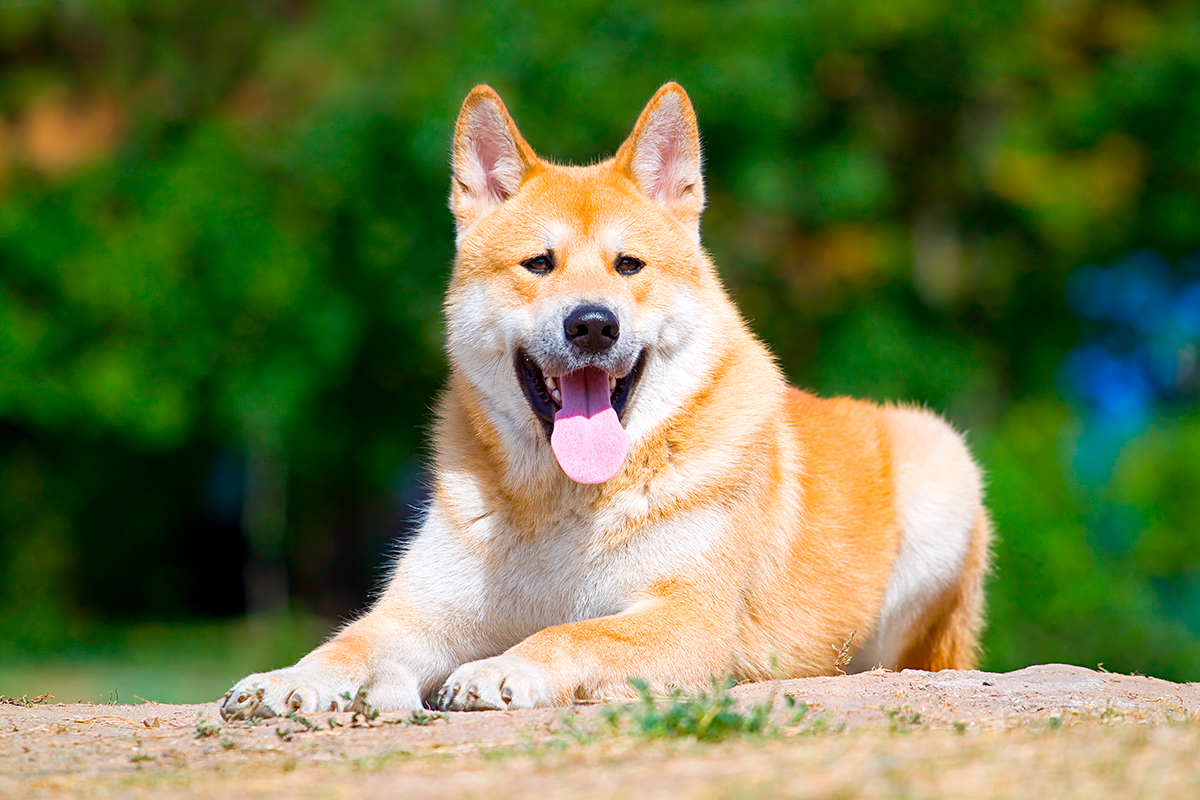 Origen de la raza Akita Inu
