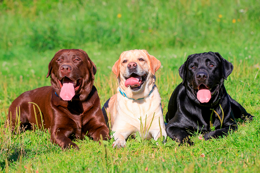 colores del labrador retriever