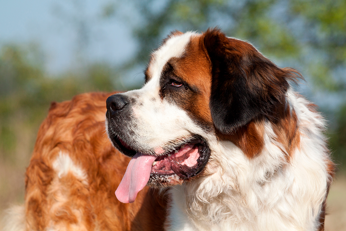 origen de la raza San Bernardo